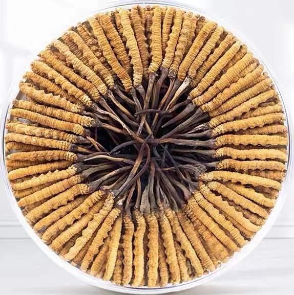 墨玉冬虫夏草回收